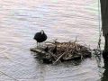 Coot with young