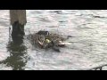Coots building a nest