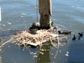 Coots returning to nest